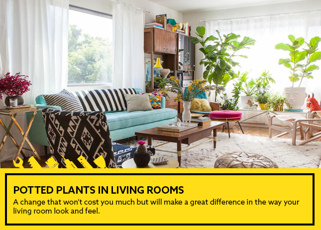 Potted Plants in living rooms