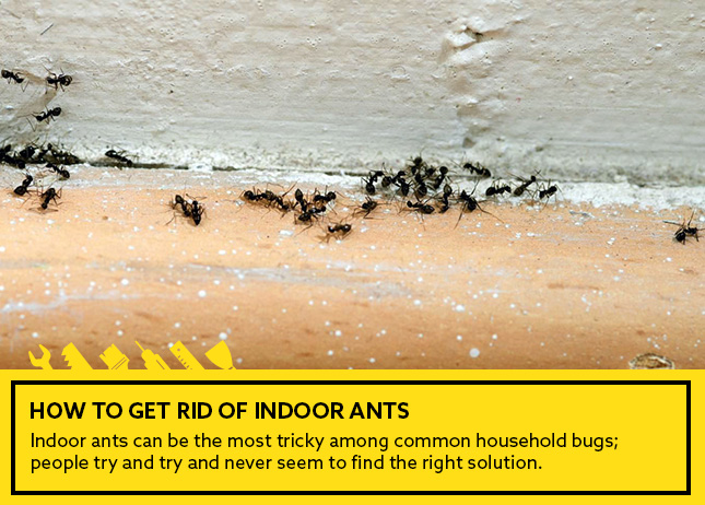 How to get rid of indoor ants