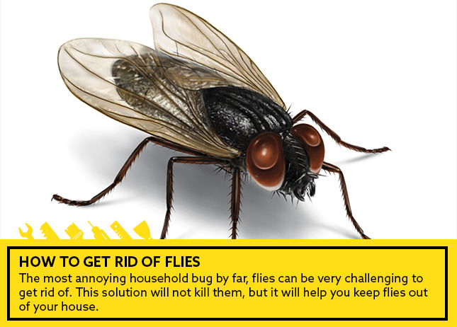 How to get rid of flies