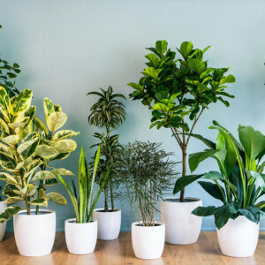 Green thumb: How to care for indoor plants