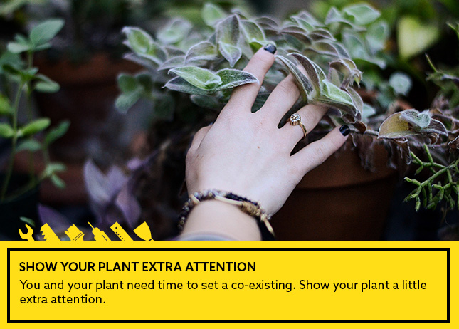 Show your plant extra attention