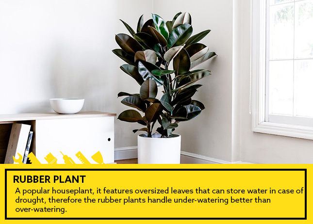 Rubber Plant