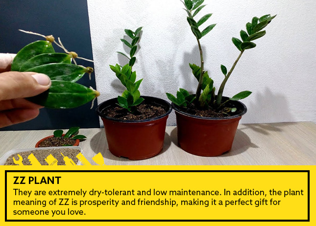 ZZ plant