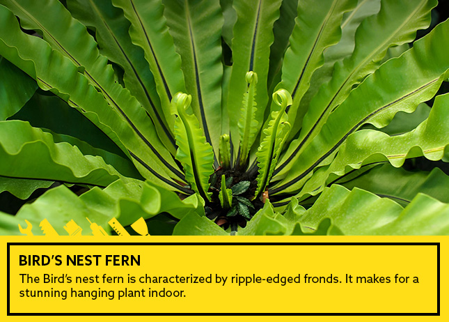 Bird’s Nest Fern