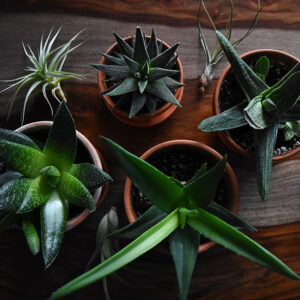 Houseplants types and how to care about them